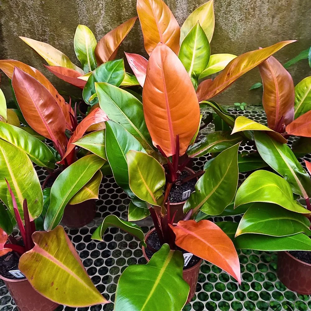 philodendron red sun